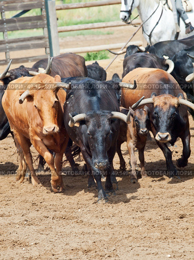 herd of cow with calves. Spain, Andalusia. Стоковое фото, агентство Ingram Publishing / Фотобанк Лори