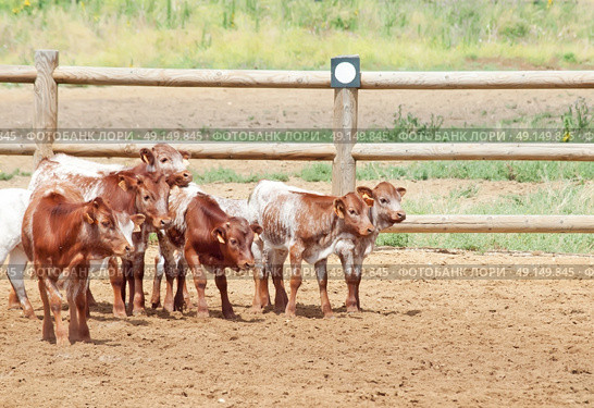 herd of little spanish calves. Andalusia. Spain. Стоковое фото, агентство Ingram Publishing / Фотобанк Лори