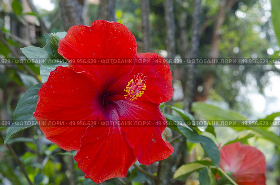 hibiscus flowers. Стоковое фото, агентство Ingram Publishing / Фотобанк Лори