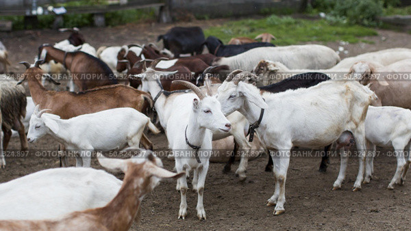 high angle goats farm. Стоковое фото, агентство Ingram Publishing / Фотобанк Лори