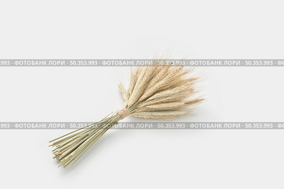 High angle of minimalist bouquet made of organic fry spikelets of wheat and placed on white background. Bunch of wheat golden ears. Стоковое фото, агентство Ingram Publishing / Фотобанк Лори