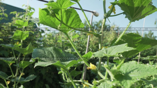 High lashes with cucumbers grow in garden stock footage video. Стоковое видео, видеограф Юлия Машкова / Фотобанк Лори