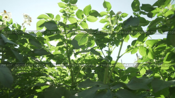 High potato bushes with flowers grow in garden stock footage video. Стоковое видео, видеограф Юлия Машкова / Фотобанк Лори