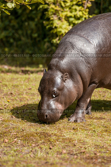High resolution photo in best quality. Стоковое фото, агентство Ingram Publishing / Фотобанк Лори