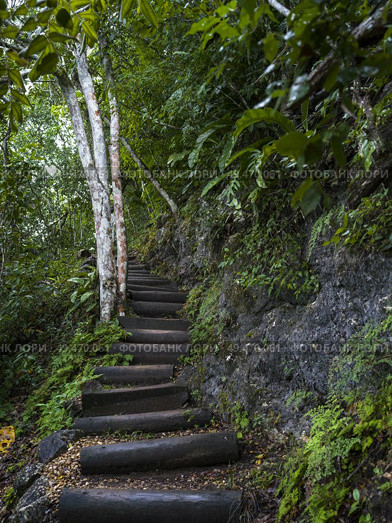 Hiking trail in forest, Chaa Creek Road, Chaa Creek Nature Reserve, San Ignacio, Belize. Стоковое фото, агентство Ingram Publishing / Фотобанк Лори