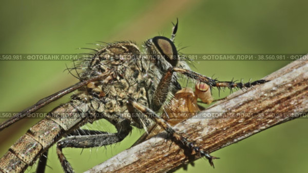 Хищная муха Ктырь (Asilidae) сидит на сухом стебле растения и высасывает пойманную муху. Макросъемка. Стоковое видео, видеограф Mixail59 / Фотобанк Лори