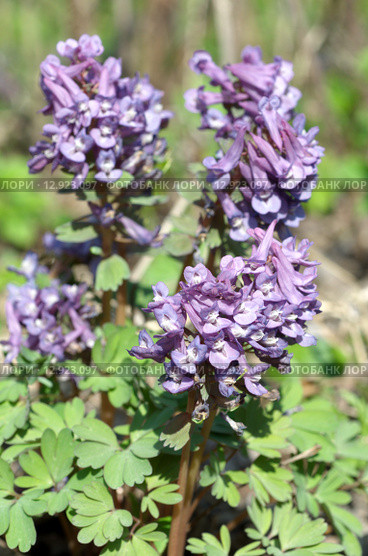 Хохлатка Галлера, или Хохлатка плотная (лат. Corydalis halleri, Corydalis solida ) Стоковое фото, фотограф Елена Коромыслова / Фотобанк Лори