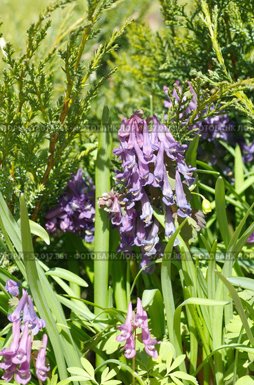 Хохлатка Галлера, или Хохлатка плотная (лат. Corydalis halleri, Corydalis solida ) цветет на весенней клумбе. Стоковое фото, фотограф Елена Коромыслова / Фотобанк Лори