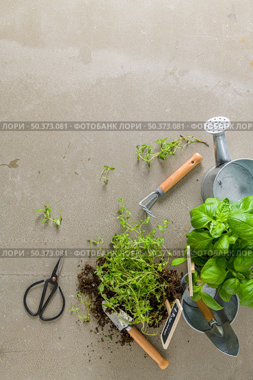Home gardening. Thyme and basil bush in pots, and gardening tools on concrete stand. Стоковое фото, агентство Ingram Publishing / Фотобанк Лори