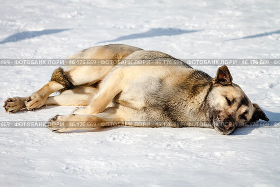 Homeless dog sleeps in the snow on a sunny day. Стоковое фото, фотограф Зарифа Арсланова / Фотобанк Лори