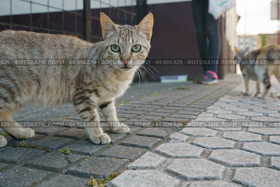 Homeless tabby cat standing on the city street. Стоковое фото, фотограф YuryKara / Фотобанк Лори