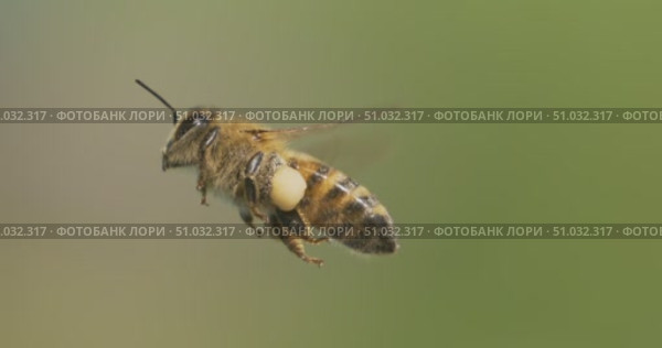 Honey bee fly in a super slow motion. Shot on super slow motion camera 1600 fps. Bees are best known to humans for their ecological roles as pollinators. Стоковое видео, видеограф Андрей Армягов / Фотобанк Лори