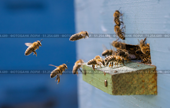 Honey bees fly near a beehive. Bees are best known to humans for their ecological roles as pollinators. Honey bees flying into wooden beehives. Стоковое фото, фотограф Андрей Армягов / Фотобанк Лори