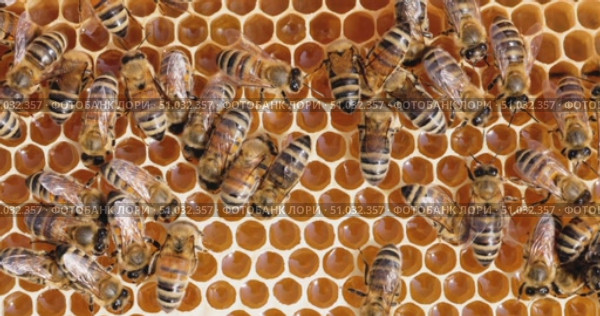 Honey Bees working on honeycomb close-up shot. Bees are best known to humans for their ecological roles as pollinators. Стоковое видео, видеограф Андрей Армягов / Фотобанк Лори