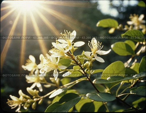 Honeysuckle blooms in the garden. White and yellow flowers of Lonicera Caprifolium against of green leaves. Floriculture and horticulture. Arching shrubs or twining vines in the family Caprifoliaceae. Стоковое AI-изображение, AI-художник Юлия Петровская / Фотобанк Лори