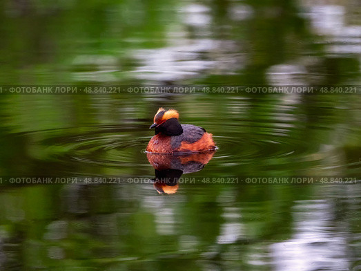 Horned grebe swimming in a dark lake. Стоковое фото, фотограф Саблин Станислав / Фотобанк Лори