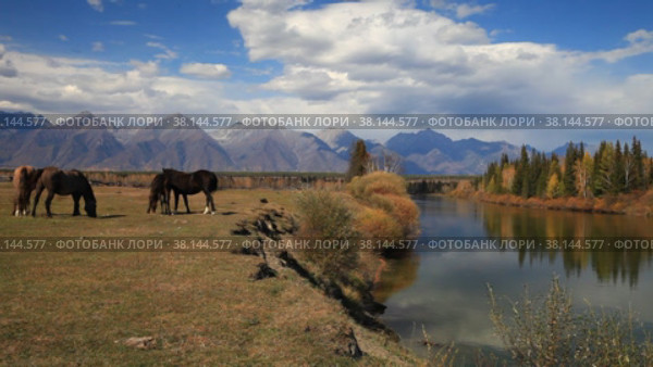 Horses graze on the bank of a calm river against the backdrop of the Eastern Sayan Mountain range on sunny September day. Beautiful autumn landscape. Buryatia, Irkut river, Tunka valley. Стоковое видео, видеограф Виктория Катьянова / Фотобанк Лори
