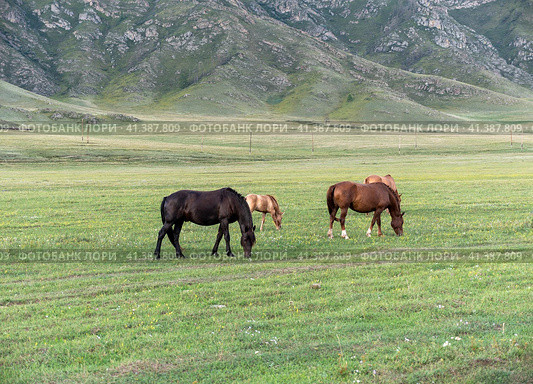 Horses with foals grazing in a pasture in the Altai Mountains. Стоковое фото, фотограф Фотограф / Фотобанк Лори