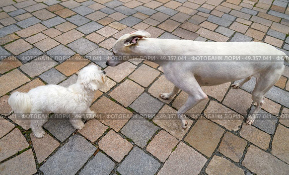 hound and Maltese bichon dogs smelling. hound greyhound and Maltese bichon dogs playing smelling each other. Стоковое фото, агентство Ingram Publishing / Фотобанк Лори