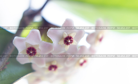 Hoya Flowers. Стоковое фото, фотограф Любовь Назарова / Фотобанк Лори