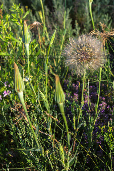 Huge dandelion on summer meadow in the Crimea. Стоковое фото, фотограф Юлия Машкова / Фотобанк Лори