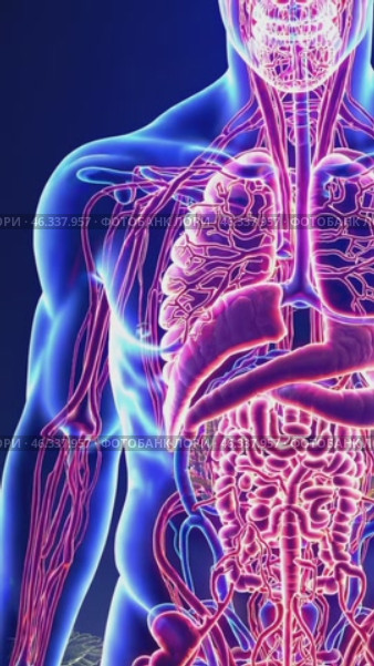 Human Anatomy Showing Lungs and Digestive System. Стоковое видео, видеограф Данил Руденко / Фотобанк Лори