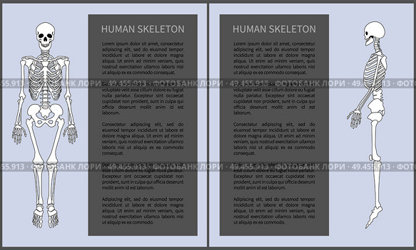 Human skeleton posters set with headline text sample in blocks, skeletal system made of bones, front profile view isolated on vector illustration. Human Skeleton Posters Set Vector Illustration. Стоковая иллюстрация, агентство Ingram Publishing / Фотобанк Лори