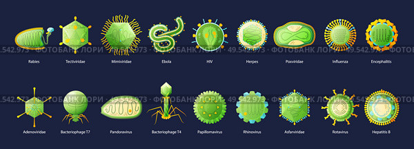 Human viruses set with hiv ebola influenza hepatitis green educative chart with names black background vector illustration. Стоковая иллюстрация, агентство Ingram Publishing / Фотобанк Лори