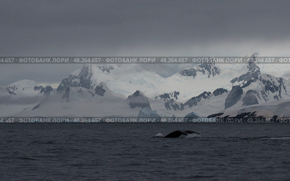 Humpback whale tail with icy mountains backdrop Antarctica. Стоковое фото, фотограф Vladimir / Фотобанк Лори