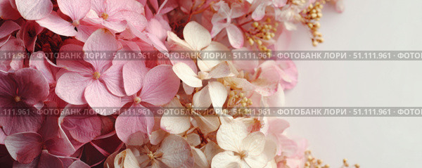 Hydrangea blooming. Peach heads of hydrangea flower petals. Beautiful Garden. Landscaping trend. Shrubbery blooms. Closeup hydrangea flowers. Space for text. Abstract minimal design. Soft shadow. Card. Стоковое AI-изображение, AI-художник Марина Демидюк / Фотобанк Лори