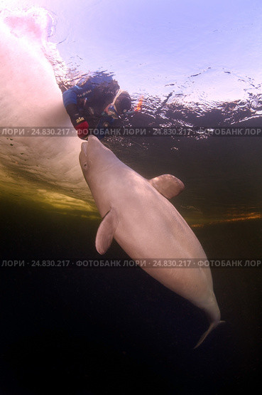 Ice diving with white whale, Beluga whale ( Delphinapterus leucas) in Arctic, Russia, Russian north, north, Kareliya, White sea. Стоковое фото, фотограф Некрасов Андрей / Фотобанк Лори