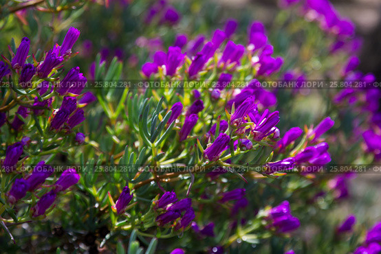 Ice-plant (Lampranthus multiradiatus) plant. Стоковое фото, фотограф Яков Филимонов / Фотобанк Лори