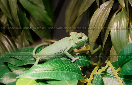 Йеменский хамелеон. Самка. (лат. Chamaeleo calyptratus. Veiled chameleon) Стоковое фото, фотограф Галина Савина / Фотобанк Лори