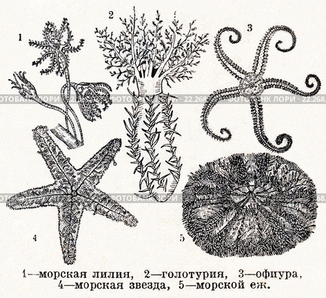Иглокожие. Малая советская  энциклопедия, 1931 год. Стоковая иллюстрация, иллюстратор Макаров Алексей / Фотобанк Лори