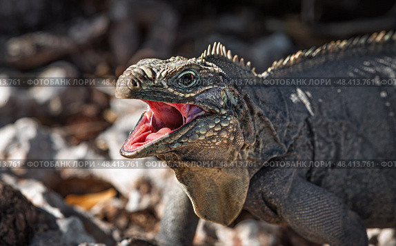 Iguana on island in the Caribbean sea... Стоковое фото, фотограф Андрей Армягов / Фотобанк Лори
