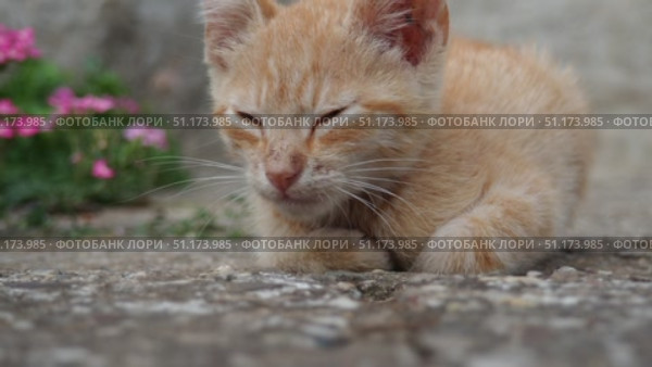 In a bright garden, a ginger cat dozes among blooming flowers, basking on warm concrete. A fragile young animal, a pet, rests on a summer day near the house. Red and white stripes on the kitten body. Стоковое видео, видеограф Юлия Петровская / Фотобанк Лори