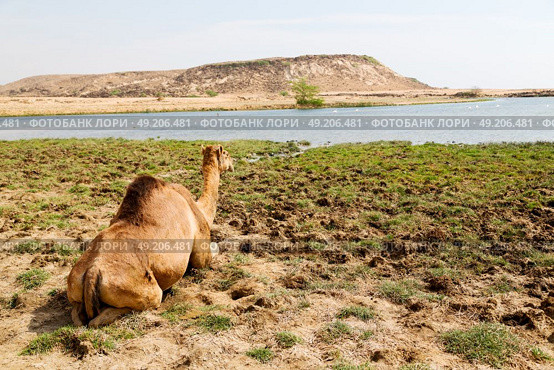 in oman empty quarter of desert a free dromedary    near the  sea. Стоковое фото, агентство Ingram Publishing / Фотобанк Лори