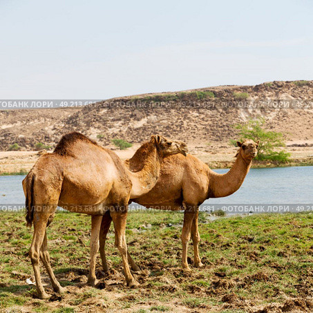 in oman empty quarter of desert a free dromedary    near the  sea. Стоковое фото, агентство Ingram Publishing / Фотобанк Лори