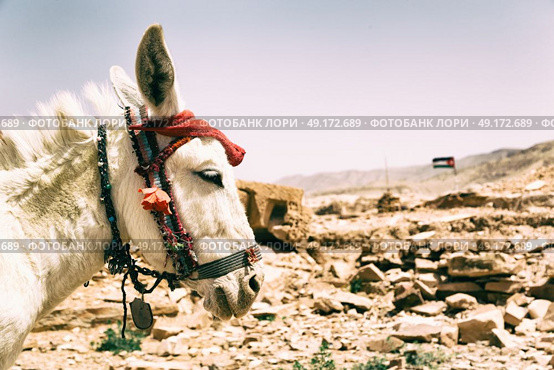 in petra jordan a donkey waiting for the tourist near the antique mountain. Стоковое фото, агентство Ingram Publishing / Фотобанк Лори
