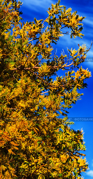 in south africa  wildlife  mimosa  plant and tree in the national park. Стоковое фото, агентство Ingram Publishing / Фотобанк Лори