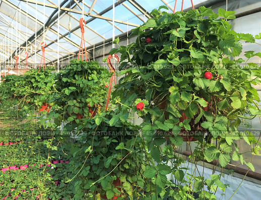In the greenhouse hanging pot with flowering and fruiting false strawberries Potentilla indica, with large red berries and yellow flowers. Стоковое фото, фотограф Юлия Ильина / Фотобанк Лори