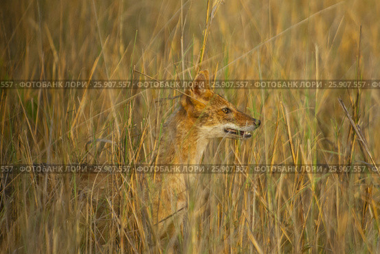 Indian Jackal (Canis aureus indicus), also known as the Himalayan Jackal, Rantambore National Park, India. Стоковое фото, агентство BE&W Photo / Фотобанк Лори