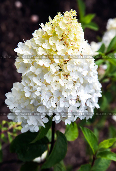 Inflorescence of a garden ornamental shrub of hydrangea paniculata close-up. Гортензия "Ванилла" в начале цветения (2011 год). Стоковое фото, фотограф Олег Елагин / Фотобанк Лори