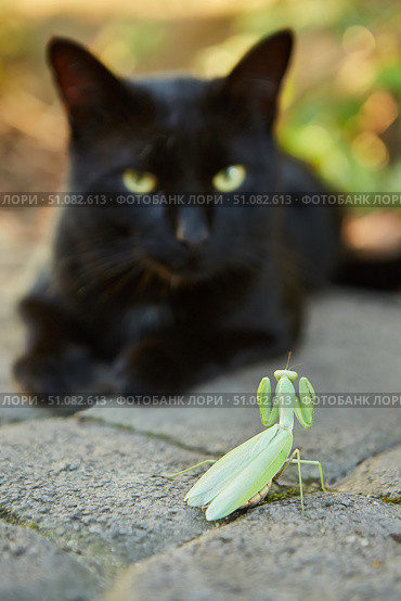 Insect mantis and animal cat. Стоковое фото, фотограф Наталия Кирсанова / Фотобанк Лори