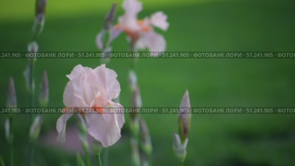 Iris flowers is blooming in the garden close up. Стоковое видео, видеограф Степанов Григорий / Фотобанк Лори
