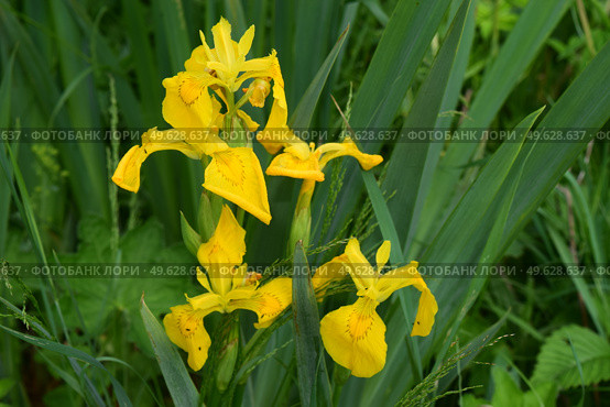 Ирис ложноаировый. Yellow iris flowers. Стоковое фото, фотограф Photolart / Фотобанк Лори