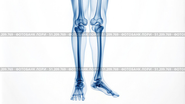 Isolated X-Ray Image of Human Leg Bones and Feet. Generative AI. Стоковое AI-изображение, AI-художник Roman Zavorotny / Фотобанк Лори