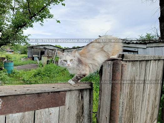 Испуганная кошка внимательно смотрит. Стоковое фото, фотограф Larchenko Alexei / Фотобанк Лори