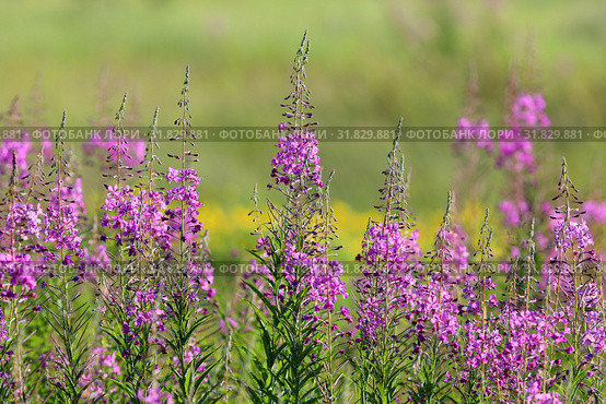 Иван-чай узколистный (Chamerion angustifolium), или Кипрей узколистный (Epilobium angustifolium). Цветение растения, Ямало-Ненецкий автономный округ. Стоковое фото, фотограф Григорий Писоцкий / Фотобанк Лори