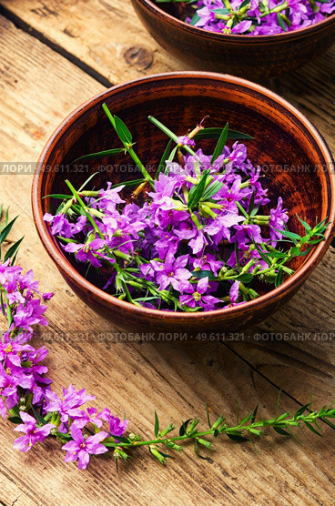 Ivan tea in a clay bowl. Blooming willow herb in herbal medicine.Russian tea. Healthful blooming sally. Стоковое фото, агентство Ingram Publishing / Фотобанк Лори